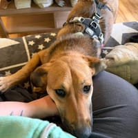 BiNTOU❤ wird nicht ausgelastet NOTFALL!, Hündin zur Adoption