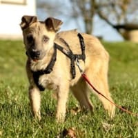 Lennard 40 cm (Nov 25) Pflegestelle, Hund zur Adoption