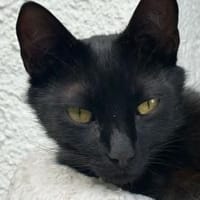 Luca..., Kater zur Adoption