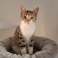 Jade - soooo süß, seht selbst > Video, Katze zur Adoption