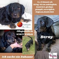 Bernysucht eine liebe Familie, Hund zur Adoption