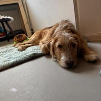 Pocket sucht kompetente Familie mit Herz, Hund zur Adoption