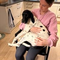 Sofia - in Pflege in Deutschland, Hündin zur Adoption