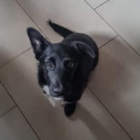 Süße Lucky möchte eine Familie, Hündin zur Adoption