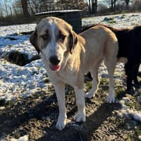 Hana sucht ihre Menschen 🐾, Hündin zur Adoption