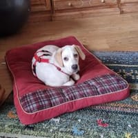 Sophie wünscht sich ein besseres Leben, Hündin zur Adoption