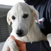 Taiga sucht liebe Menschen, Hündin zur Adoption