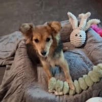 Piccola sucht gutes Zuhause, Hündin zur Adoption