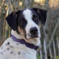 Möchten Sie Nettuno bei sich aufnehmen?, Hund zur Adoption