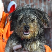 ZUMA, chien à adopter