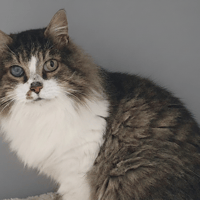 PATAPOUF CHA, chat à adopter