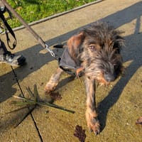 ALEX QCN, chien à adopter