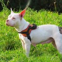 GALA (réservée), chienne à adopter