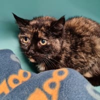 CHAPUZO, chatte à adopter