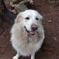 Zouna Belle (en cour d'adoption), chienne à adopter