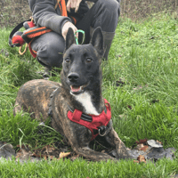 KISS VAA, chienne à adopter