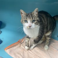 Kirito, chat à adopter