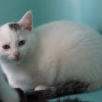 SCOUT, chat à adopter