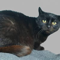 VITA CHA, chatte à adopter