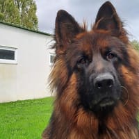 SAM, chien à adopter