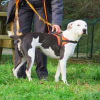 SNOWBALL, chienne à adopter