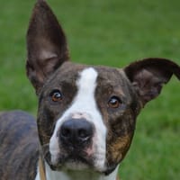 VALTO CHAO, chien à adopter