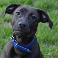 GROG CHAO, chien à adopter