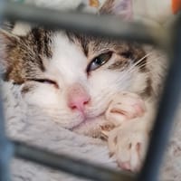 RENATA, chatte à adopter