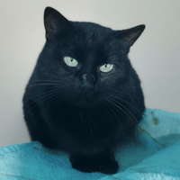 VITAMINE CHA, chatte à adopter