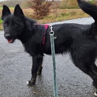 LOLA VAA, chienne à adopter