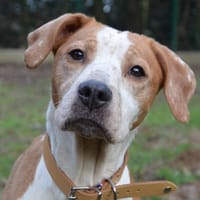 LASSIE CHAO, chienne à adopter