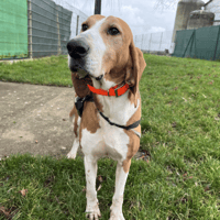 POETE, chien à adopter