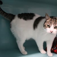 Go Fast, chat à adopter