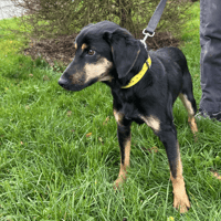 ECO, chien à adopter