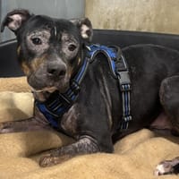 TYRON VAA, chien à adopter