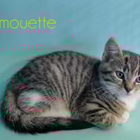 CARAMOUETTE, chatte à adopter