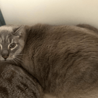 Sweety, chat à adopter