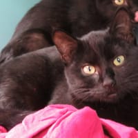 TILLY, chatte à adopter