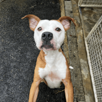 ELEVEN VAA, chienne à adopter