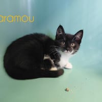 CARAMOU, chatte à adopter