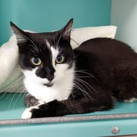 GROSMINET, chat à adopter