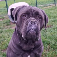 MAX, chien à adopter