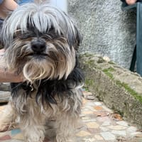 Tiki, chien à adopter