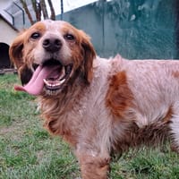 NÉMO, chien à adopter