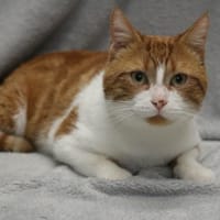BUZZ HAB17464, chat à adopter