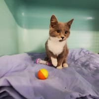 Dulce, chat à adopter