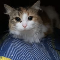 DORY, chatte à adopter
