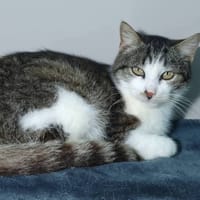 SPAGHETI, chatte à adopter