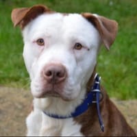 THAIS CHAO, chien à adopter