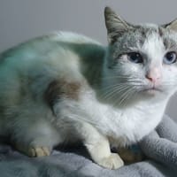 VERMICELLE CHA, chatte à adopter
